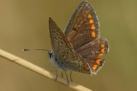 Aricia agestis
