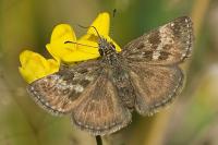 Erynnis tages