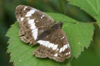 Limenitis camilla