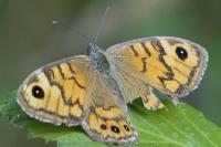 Lasiommata megera