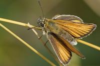 Thymelicus lineola
