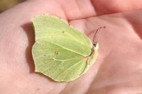 Gonepteryx rhamni