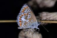 Aricia agestis