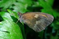 Pyronia tithonus