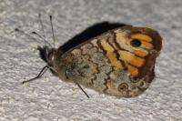 Lasiommata megera