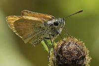Thymelicus lineola