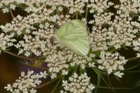 Pieris napi