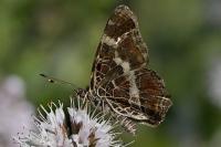 Araschnia levana