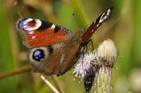 Aglais io