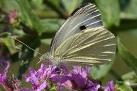Pieris brassicae