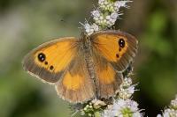 Pyronia tithonus