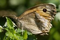 Maniola jurtina