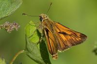 Ochlodes sylvanus
