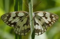 Melanargia galathea