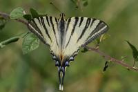 Iphiclides podalirius