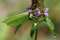 Gonepteryx rhamni