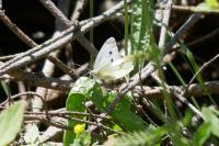 Pieris rapae