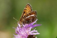 Melitaea parthenoides