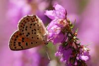 Lycaena tityrus
