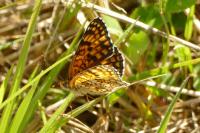 Melitaea phoebe