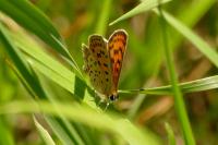 Lycaena tityrus