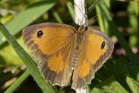 Pyronia tithonus