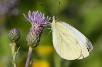 Pieris napi