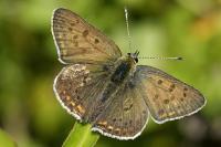 Lycaena tityrus