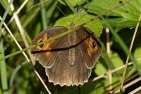 Maniola jurtina