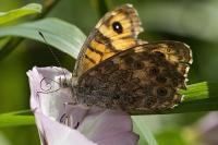 Lasiommata megera