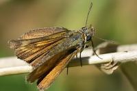 Thymelicus acteon