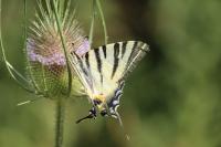 Iphiclides podalirius