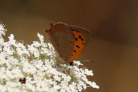 Lycaena phlaeas