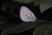 Pieris napi