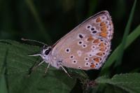Aricia agestis