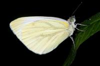 Pieris napi