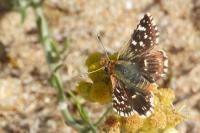 Spialia sertorius