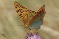 Argynnis pandora