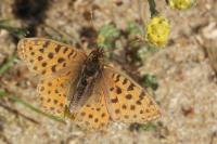 Issoria lathonia
