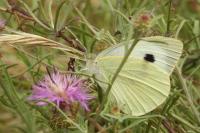 Pieris brassicae
