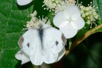 Pieris mannii