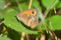 Pyronia tithonus