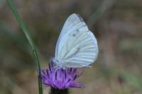 Pieris napi