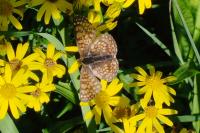 Melitaea cinxia