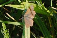 Lycaena tityrus