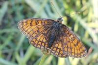 Melitaea parthenoides