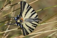 Iphiclides podalirius