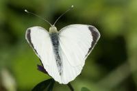 Pieris brassicae