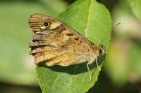 Pararge aegeria
