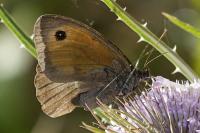 Maniola jurtina